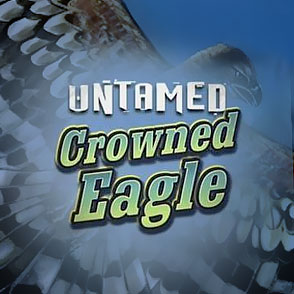 В казино Фараон в азартный автомат Untamed Crowned Eagle азартный игрок может поиграть в демо-варианте онлайн бесплатно